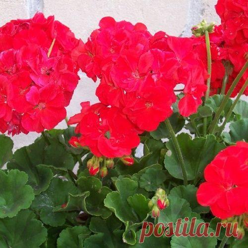 Герань (пеларгония). Особенности ухода