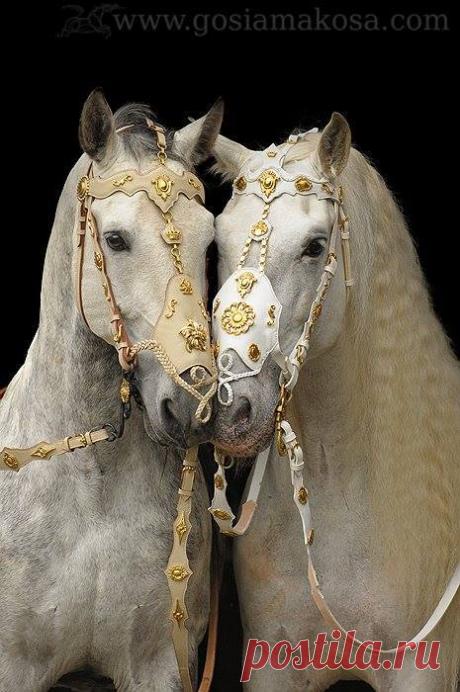 Champagne Supernova — panchokuri: “Good things are going to happen....