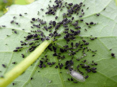 25 способов извести тлю
1. Водкой. Для обработки пойдет самая дешевая. Все, что нужно, так это налить ее в пульверизатор и опрыснуть растения.
2. Кока-колой. Использовать так же, как и водку.
3. Хозяйственным мылом: 200 г растворить в 10 л воды.
4. Нашатырем: 1 ст. ложку развести в 10 л воды.
5. Кальцинированной содой: 1 ст. ложку растворить в 1 л воды. Добавить 40 г хозяйственного мыла.
6. Золой: 200–300 г залить 5 л крутого кипятка, остудить, процедить, добавить 20 г хозяйственного мыла.