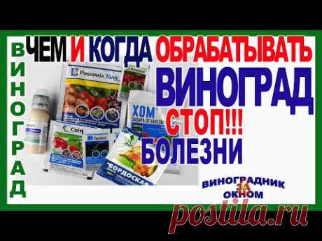 🍇  Эта схема обработки спасет Ваш виноград. Все  опасные болезни отступят сами по себе.