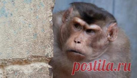 Прикладное майдановедение: ученые выяснили, как много обезьян нужно для начала «бунта»