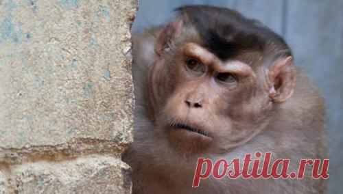 Прикладное майдановедение: ученые выяснили, как много обезьян нужно для начала «бунта»