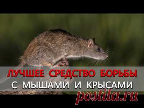 Полностью безопасный и органический способ в борьбе с мышами и крысами. Мыши и крысы уйдут навсегда!
