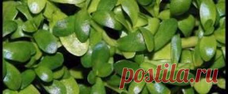 Растения аквариумные - Part 2