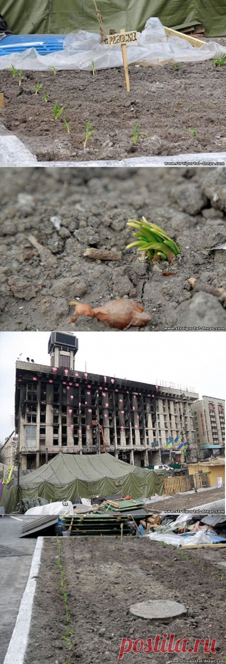На Майдане Незалежности посадили огород и строят свинарник - 26 Марта 2014 - Рекламно-информационный портал «Прораб Днепропетровщины