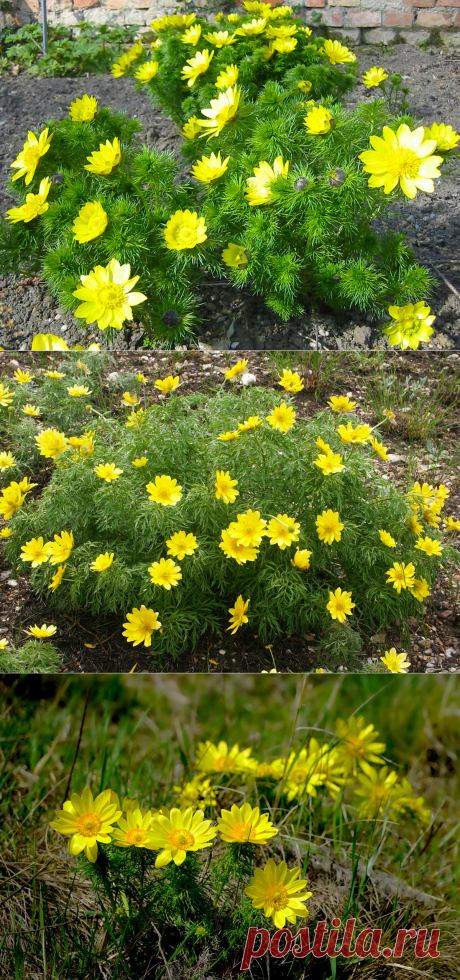 Адонис: посадка и уход в открытом грунте, виды и сорта с фото и названиями