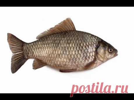 КАК ПРВИЛЬНО И ВКУСНО ЖАРИТЬ КАРАСЕЙ. HOW CORRECTLY AND TASTY TO FRY CRUCIANS.