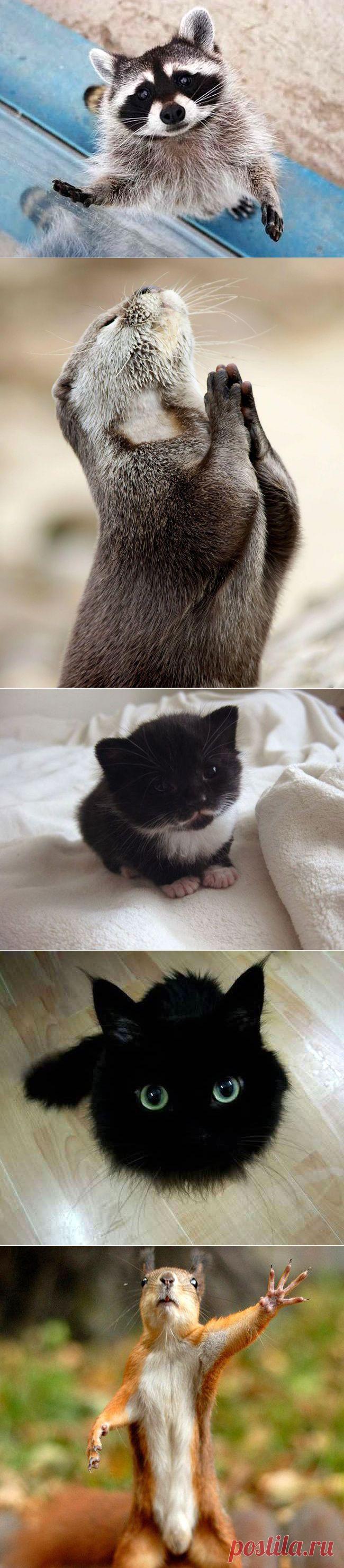 25 животных, которые знают, как надо правильно просить печеньки | Уши, лапы, хвост