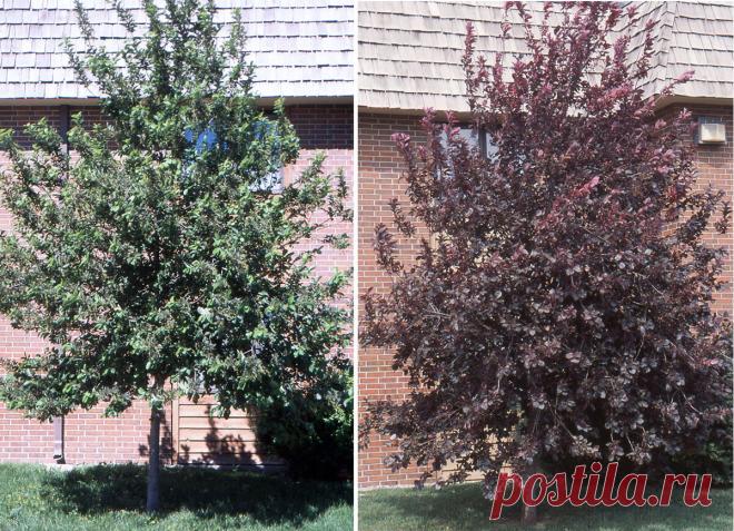 Как отгородиться от соседа, построившего трехэтажнй дом? Быстро растущее декоративное дерево!  ты хочешь чтобы дерево росло до небес?
