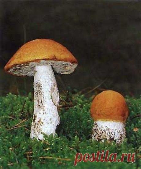 Подосиновик красный (Leccinum rufum (Leccinum aumntiacum))