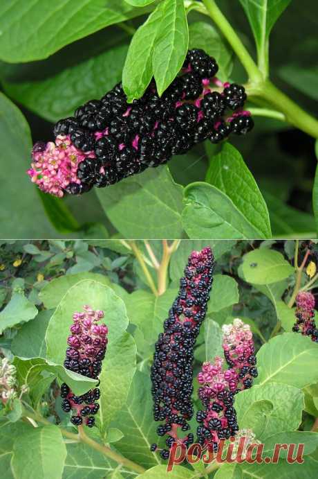 ИНТЕРЕСНЫЙ ЦВЕТОК - ЛАКОНОС | Самоцветик