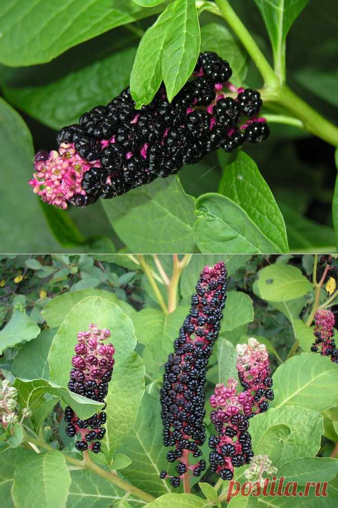 ИНТЕРЕСНЫЙ ЦВЕТОК - ЛАКОНОС | Самоцветик