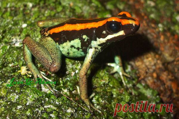 Полосатый листолаз (Phyllobates vittatus)