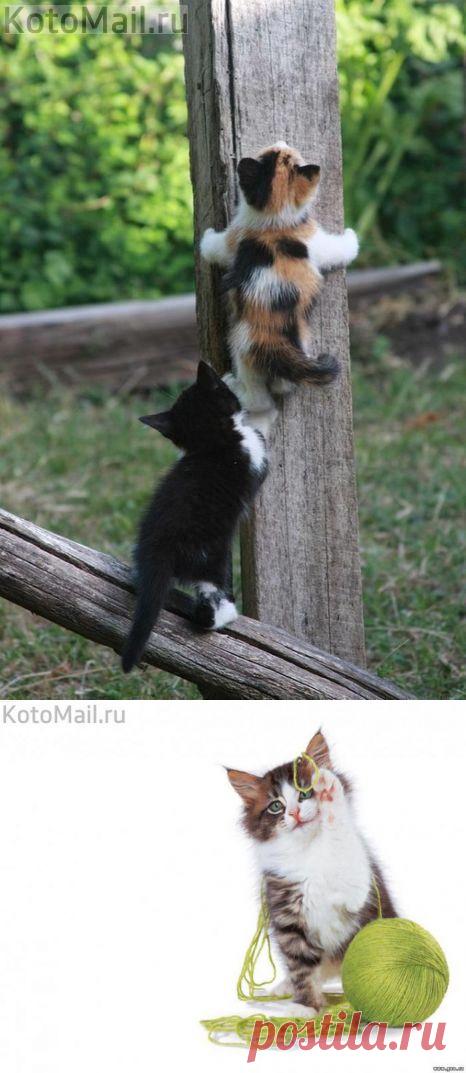 Давай, я подмогу | KotoMail.ru