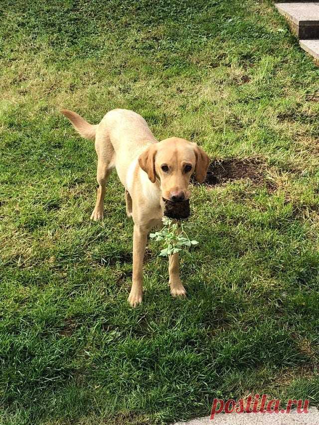 16 запредельно наглых зверушек, которым никакие законы не писаны