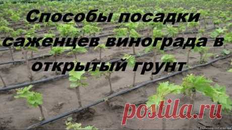 Способы посадки саженцев винограда в открытый грунт