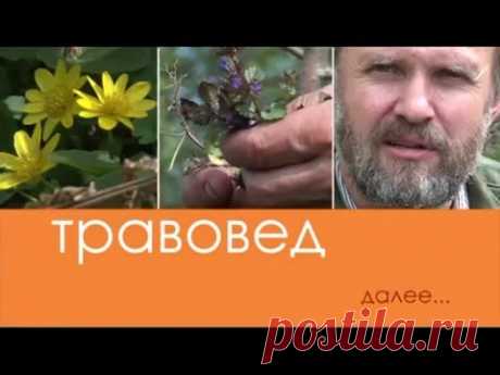 Травовед. Кипрей или иван-чай. Рассказывает Моряков Сергей Викторович - YouTube