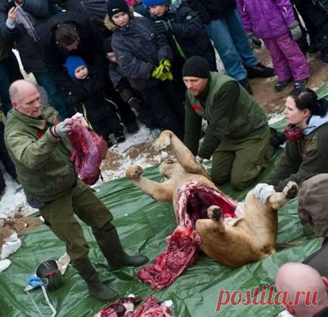 В датском зоопарке публично распотрошили львицу