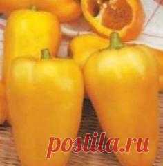Как выбрать сорта сладкого перца: особенности, сроки созревания, условия выращивания