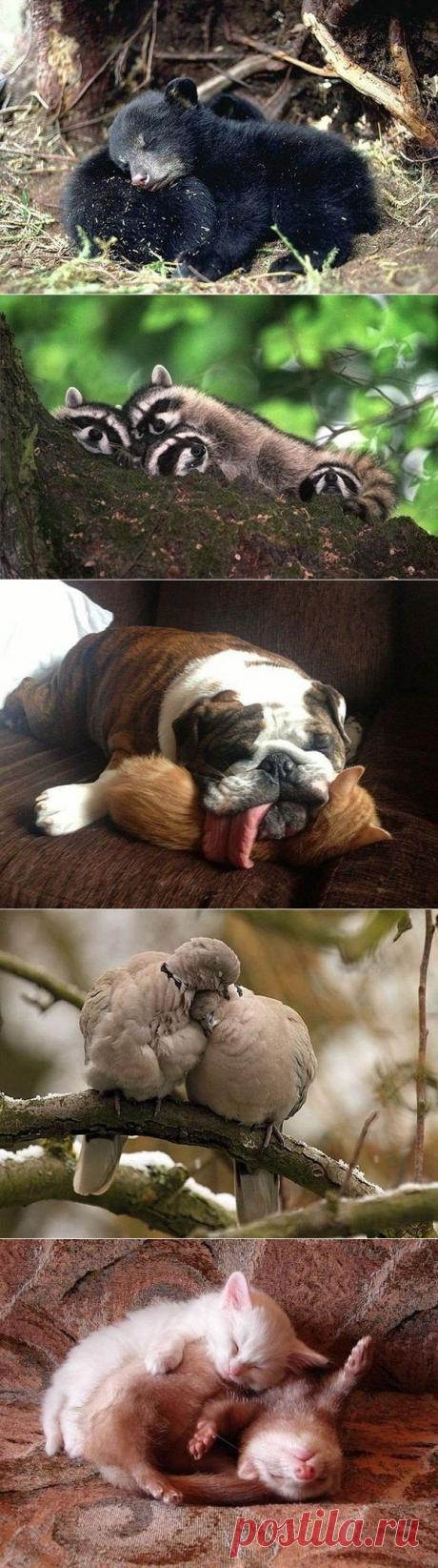 Пушистые подушки: спать на товарище мягче и приятнее