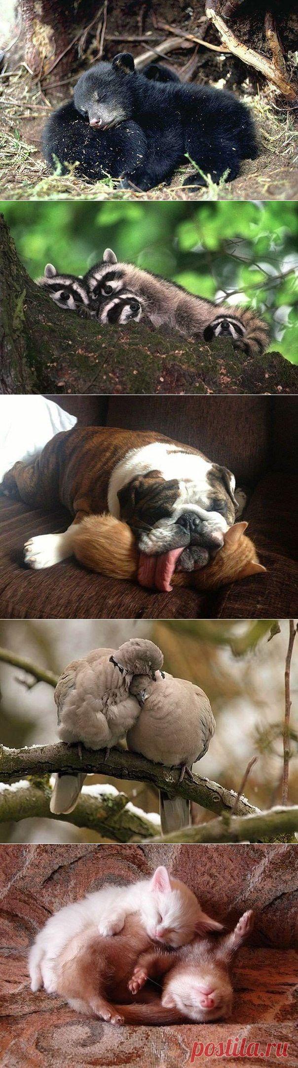 Пушистые подушки: спать на товарище мягче и приятнее