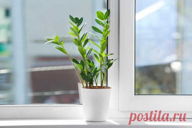 Как ухаживать за долларовым деревом
Замиокулькас – неприхотливое суккулентное растение родом из Африки, которое пришлось по душе многим цветоводам. Также известно под названием долларовое дерево. Прекрасно подходит для выращивания в комнатных условиях. Длина листьев достигает 1,5 метра. При правильном уходе растение будет радовать своим красивым и здоровым видом много лет. Долларовое дерево....
Читай пост далее на сайте. Жми ⏫ссылку выше