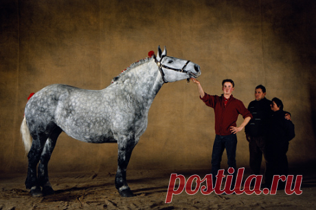 Terski Stallion Tekhas Five Years Old Equiros Horse Show Sokolniki Moscow Russia Stock Photo | Getty Images