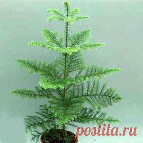 Араукария Araucaria.