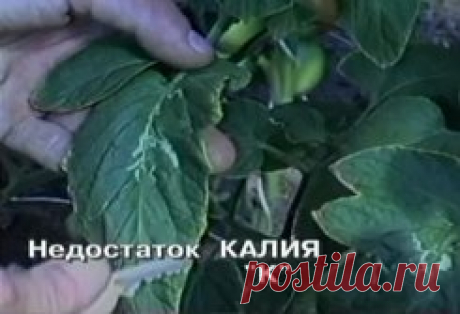 Признаки недостатка элементов питания у растений.