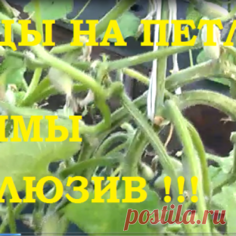 Огурцы на петлях до зимы. Эксклюзив!