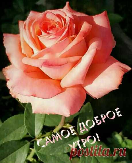 Самое доброе утро!