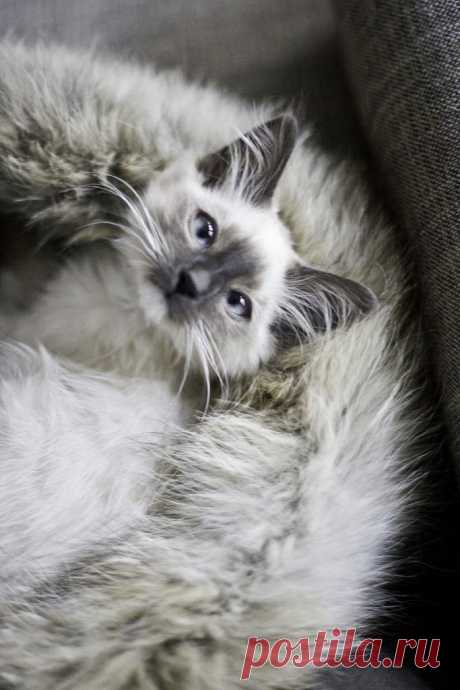 Деликатес, и даже хрупкости