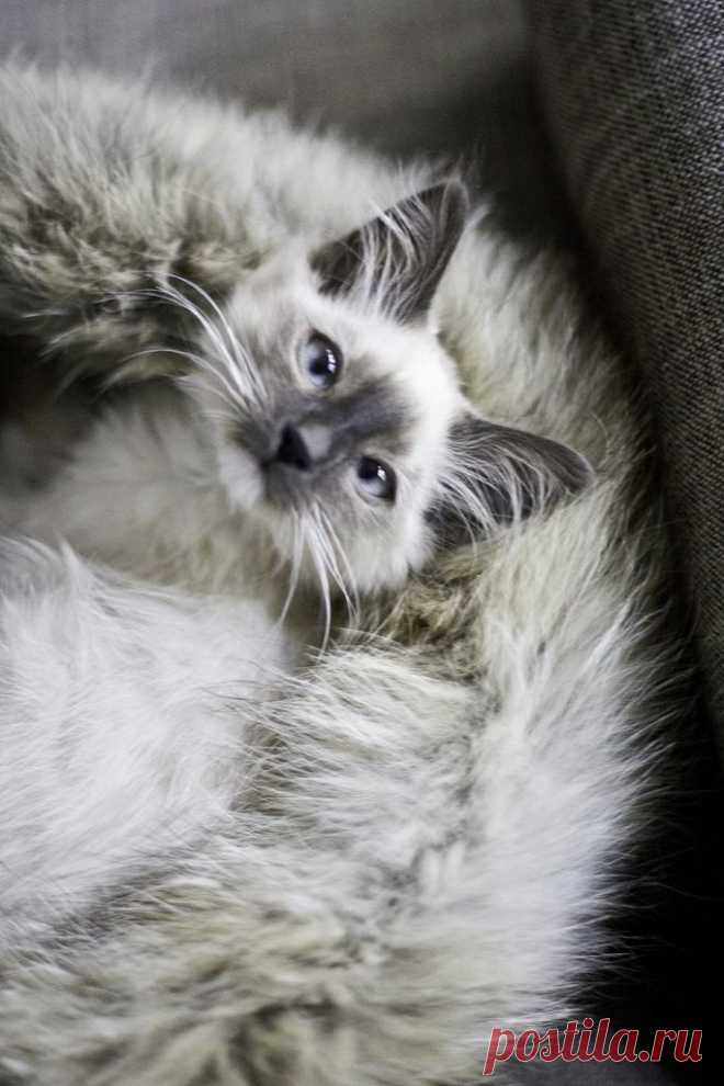 Деликатес, и даже хрупкости