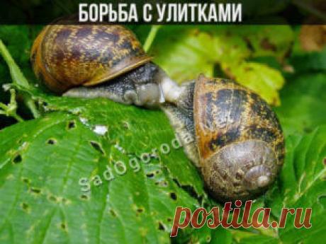 Борьба с улитками на огороде народными средствами - СадОгорода.NET
