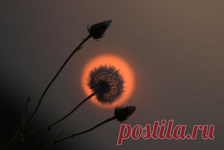 Аверина Татьяна :: Я хочу раствориться в тебе... :: Портал фотоклубов и фотошкол Беларуси. фотографы беларуси, фотографы белоруссии, общение фотографов, обсуждение фотографий, фототехника, фотошкола, фотостудия. BY