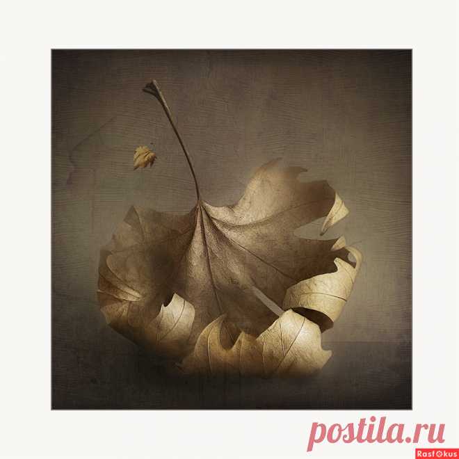 Фото: листья. старик. Натюрморт - Фотосайт Rasfokus.ru
