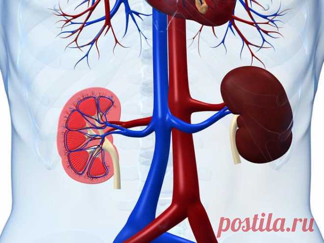 ВОССТАНОВЛЕНИЕ ЗДОРОВЬЯ ПОЧЕК И МОЧЕВОГО ПУЗЫРЯ | Записи в рубрике ВОССТАНОВЛЕНИЕ ЗДОРОВЬЯ ПОЧЕК И МОЧЕВОГО ПУЗЫРЯ | ЖЕНСКИЙ КЛУБ МОЛОДОСТИ И КРАСОТЫ