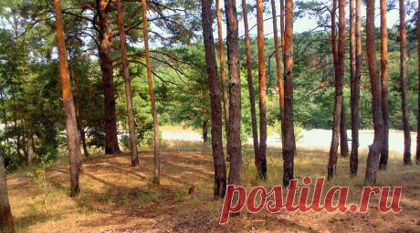 Лесная шерсть. Прядение и плетение из сосны