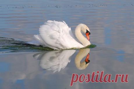 УДИВИТЕЛЬНЫЙ МИР ЖИВОТНЫХ И ЛЮДЕЙ
Татьяна Кежеватова