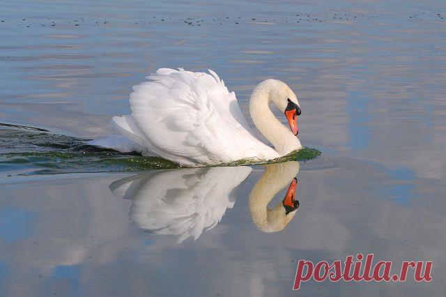 УДИВИТЕЛЬНЫЙ МИР ЖИВОТНЫХ И ЛЮДЕЙ
Татьяна Кежеватова