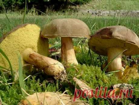 Съедобный или нет гриб моховик? Фото и описание видов моховиков, способы употребления Описание грибов моховиков разных видов с ботаническими характеристиками и фотографиями