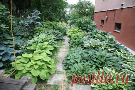 хосты | Landscape Design