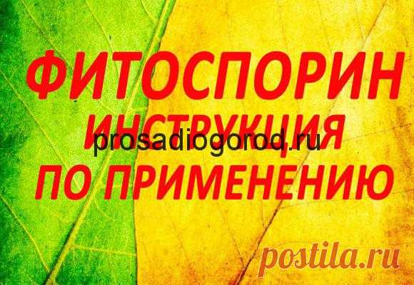 Фитоспорин для рассады помидор: инструкция по применению, видео и фото