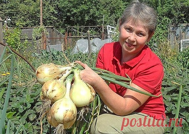 Луковое царство
