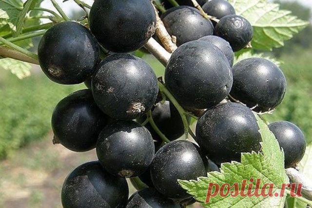 Комментарии к теме