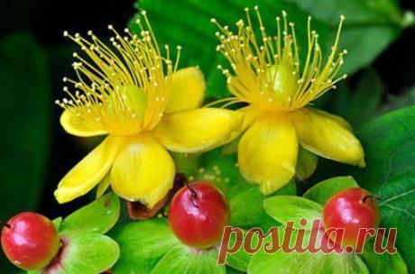 Зверобой отлично лечит нервный срыв