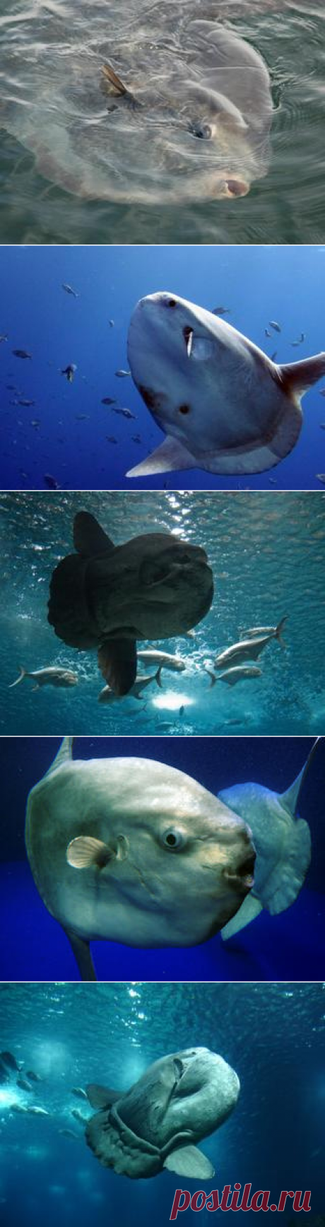 Смотреть изображения лун-рыб | Зооляндия