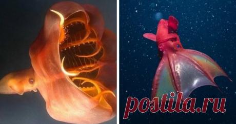 Удивительные и странные обитатели подводного мира - Нет скуки.ру. Юмор, приколы, смешные картинки и разные интересности..