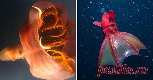 Удивительные и странные обитатели подводного мира - Нет скуки.ру. Юмор, приколы, смешные картинки и разные интересности..