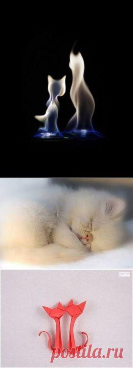 КОШЕЧКИН СТИШОК